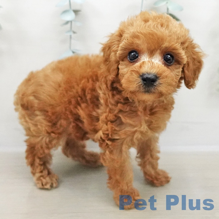 長野県のトイプードル(トイ) (ペットプラス 松本店/2025年11月2日生まれ/男の子/レッド)の子犬の1枚目の画像