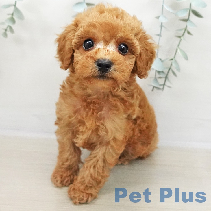 長野県のトイプードル(トイ) (ペットプラス 松本店/2025年11月2日生まれ/男の子/レッド)の子犬の2枚目の画像