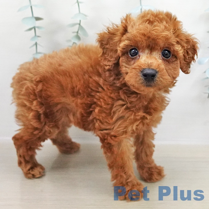 神奈川県のトイプードル(トイ) (ペットプラス 新百合丘店/2025年11月2日生まれ/男の子/レッド)の子犬の1枚目の画像