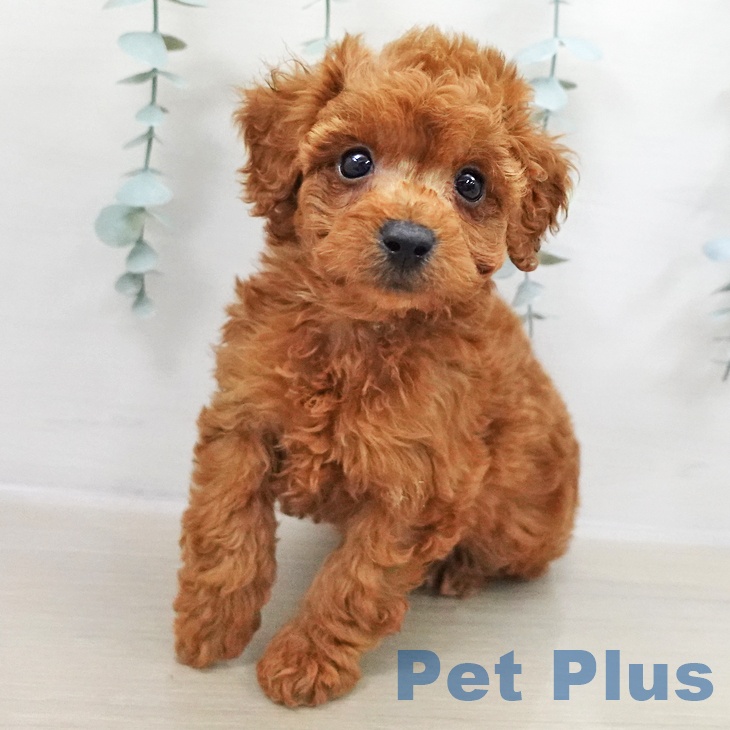 神奈川県のトイプードル(トイ) (ペットプラス 新百合丘店/2025年11月2日生まれ/男の子/レッド)の子犬の2枚目の画像