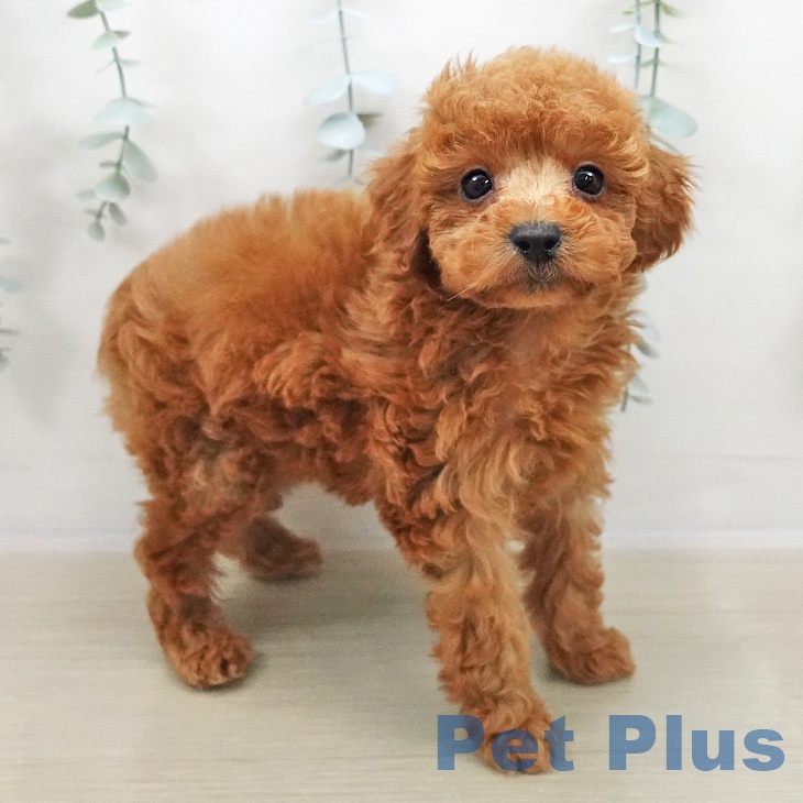 東京都のトイプードル(トイ) (ペットプラス 日の出店/2025年11月2日生まれ/女の子/レッド)の子犬の1枚目の画像