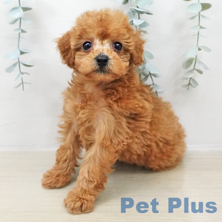 埼玉県のトイプードル(トイ) (ペットプラス 川口店/2025年11月2日生まれ/女の子/レッド)の子犬の1枚目の画像