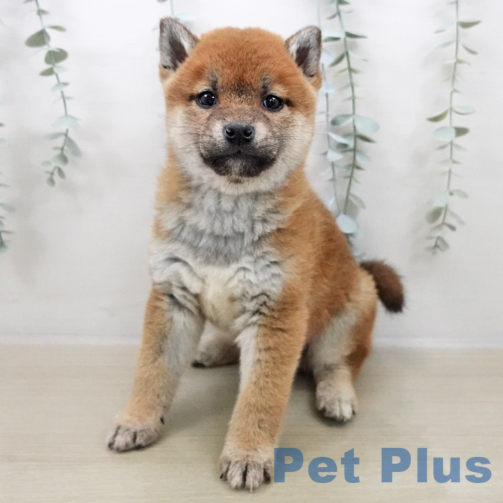 埼玉県の柴犬(標準サイズ) (ペッツワン 新座店/2025年11月2日生まれ/男の子/赤)の子犬の1枚目の画像