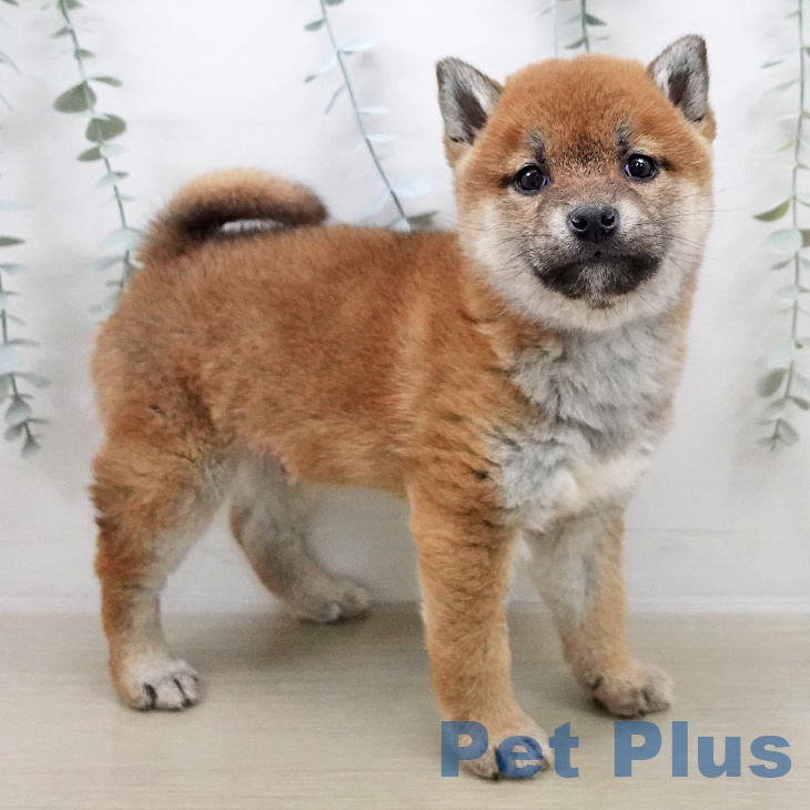 埼玉県の柴犬(標準サイズ) (ペッツワン 新座店/2025年11月2日生まれ/男の子/赤)の子犬の2枚目の画像