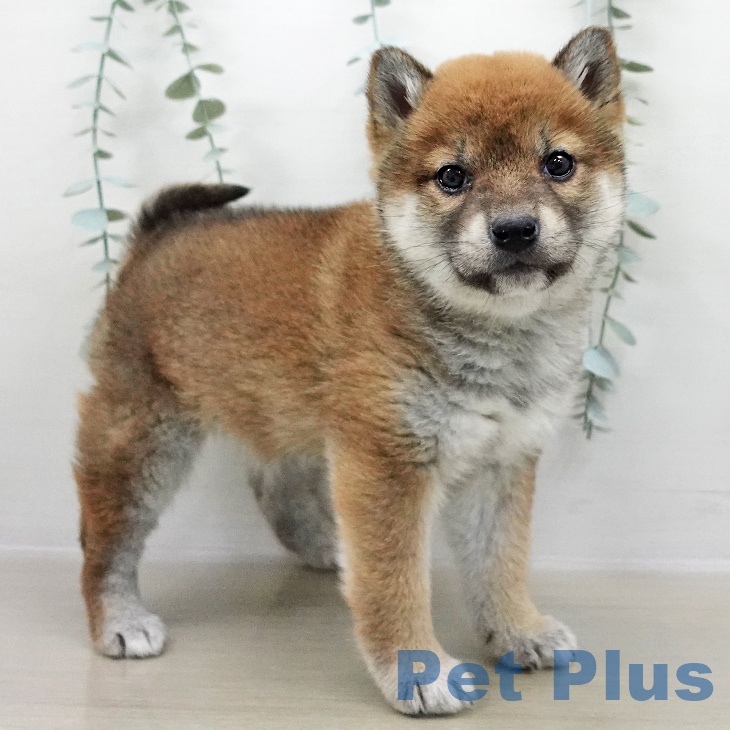 千葉県の柴犬(標準サイズ) (ペットプラス 船橋店/2025年11月2日生まれ/女の子/赤)の子犬の1枚目の画像