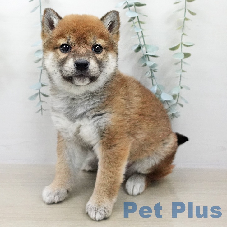 千葉県の柴犬(標準サイズ) (ペットプラス 船橋店/2025年11月2日生まれ/女の子/赤)の子犬の2枚目の画像