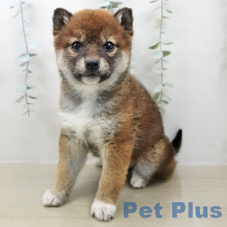 茨城県の柴犬(標準サイズ) (ペットプラス つくば店/2025年11月2日生まれ/女の子/赤)の子犬の1枚目の画像