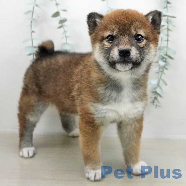 茨城県の柴犬(標準サイズ) (ペットプラス つくば店/2025年11月2日生まれ/女の子/赤)の子犬の2枚目の画像