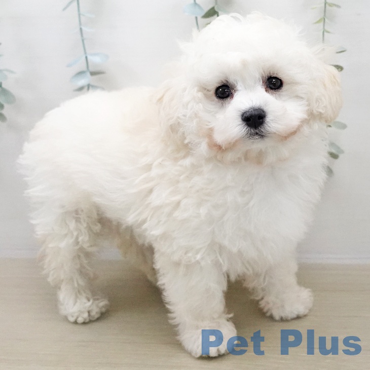 神奈川県のトイプードル(トイ) (ペットプラス 湘南平塚店/2025年10月31日生まれ/男の子/ホワイト)の子犬の1枚目の画像