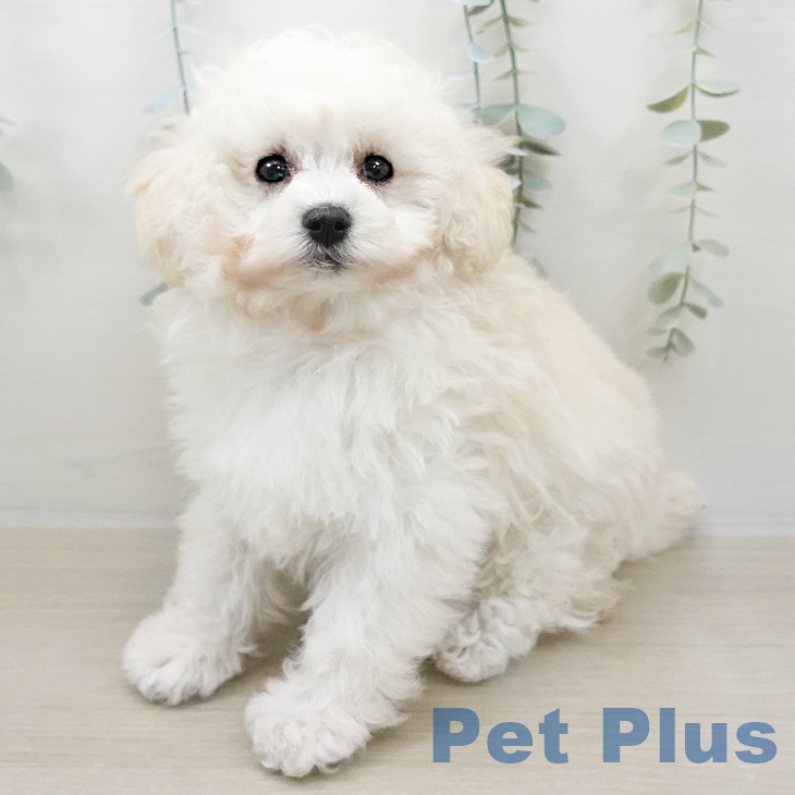 神奈川県のトイプードル(トイ) (ペットプラス 湘南平塚店/2025年10月31日生まれ/男の子/ホワイト)の子犬の2枚目の画像