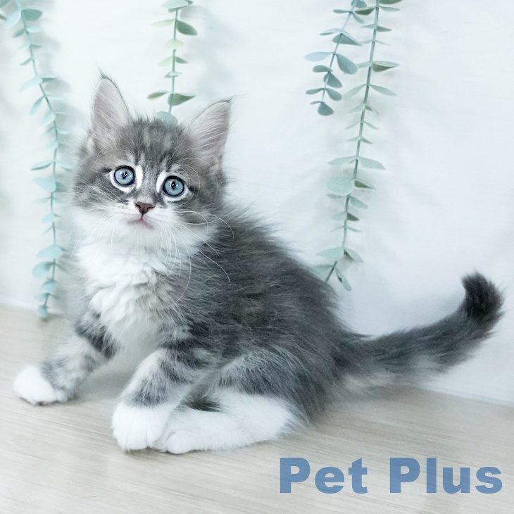 埼玉県のサイベリアン (ペッツワン 吉川美南店/2025年11月1日生まれ/男の子/ブルータビーホワイト)の子猫の1枚目の画像