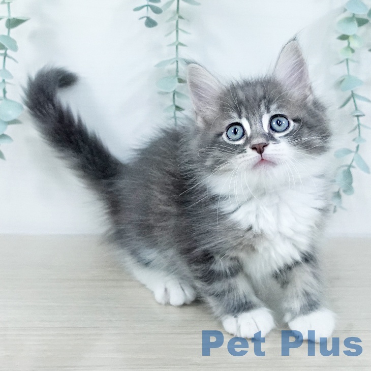 埼玉県のサイベリアン (ペッツワン 吉川美南店/2025年11月1日生まれ/男の子/ブルータビーホワイト)の子猫の2枚目の画像