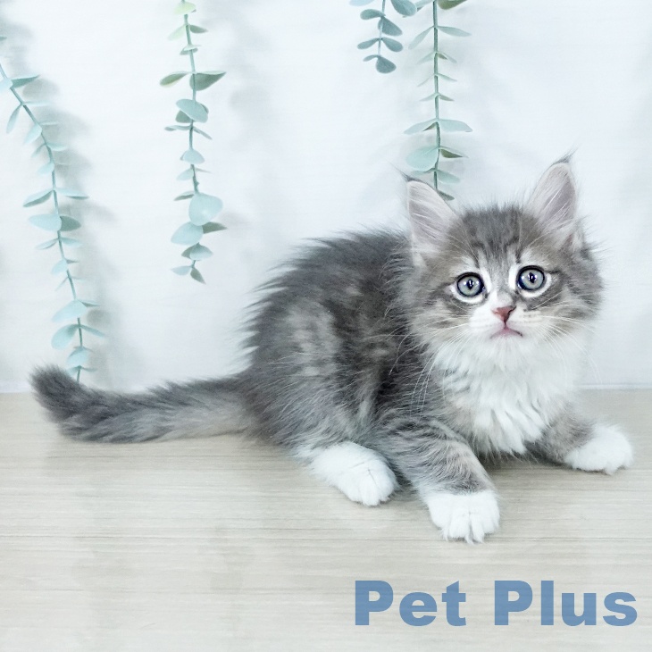 群馬県のサイベリアン (ペットプラス イオンモール太田店/2025年11月1日生まれ/女の子/ブルータビーホワイト)の子猫の1枚目の画像