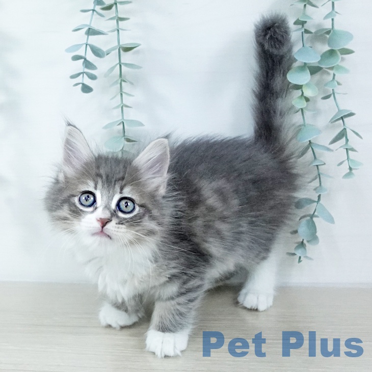 群馬県のサイベリアン (ペットプラス イオンモール太田店/2025年11月1日生まれ/女の子/ブルータビーホワイト)の子猫の2枚目の画像