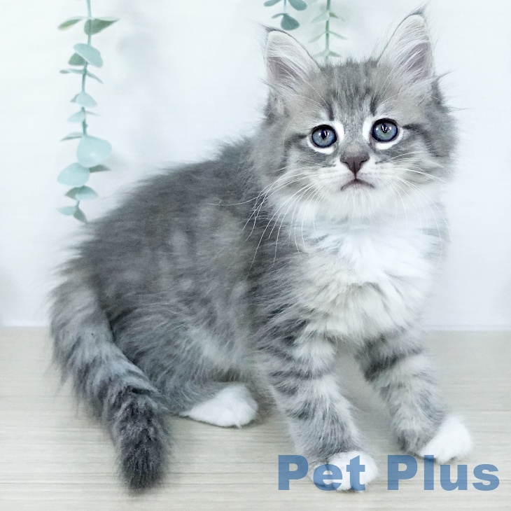 東京都のサイベリアン (ペットプラス アクアシティお台場店/2025年11月1日生まれ/女の子/ブルータビーホワイト)の子猫の1枚目の画像