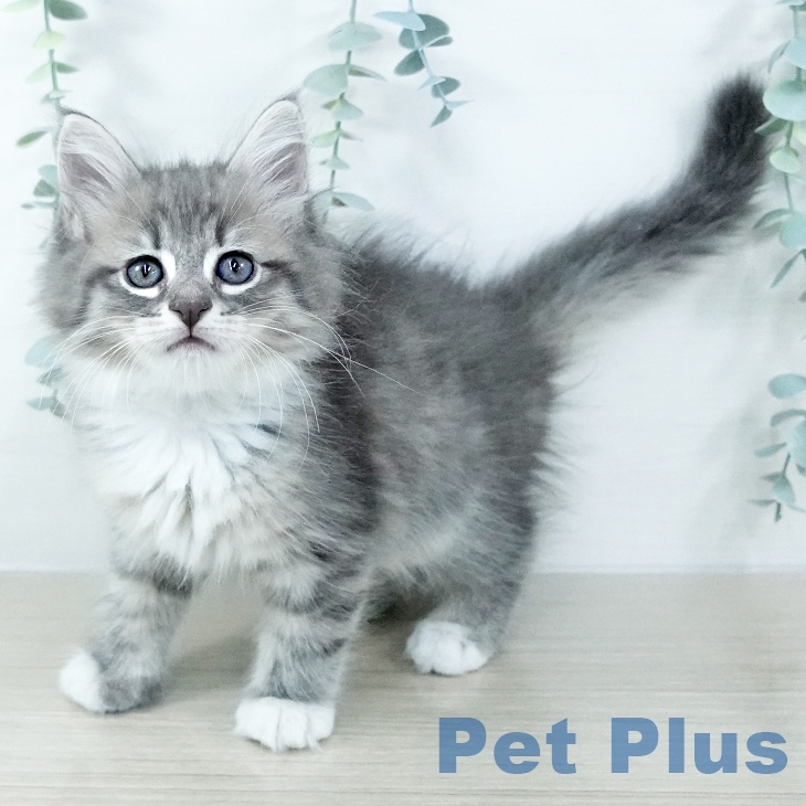 東京都のサイベリアン (ペットプラス アクアシティお台場店/2025年11月1日生まれ/女の子/ブルータビーホワイト)の子猫の2枚目の画像