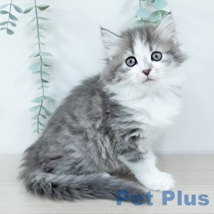 東京都のサイベリアン (ペットプラス MARK IS 葛飾かなまち店/2025年11月1日生まれ/男の子/ブルータビーホワイト)の子猫の1枚目の画像