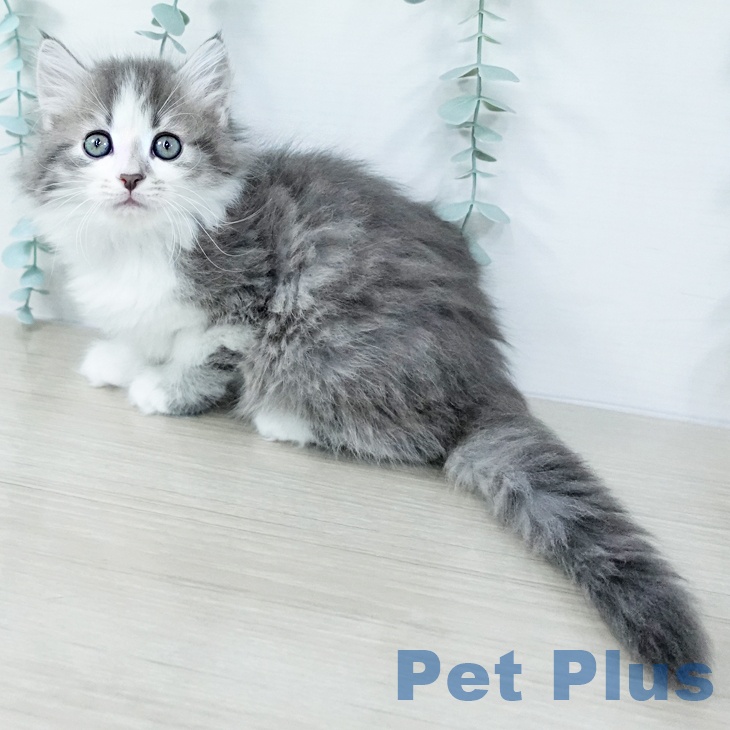 東京都のサイベリアン (ペットプラス MARK IS 葛飾かなまち店/2025年11月1日生まれ/男の子/ブルータビーホワイト)の子猫の2枚目の画像