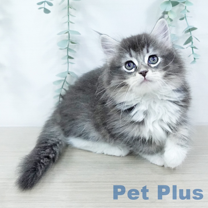 埼玉県のサイベリアン (ペットプラス ららぽーと富士見店/2025年11月1日生まれ/女の子/ブルータビーホワイト)の子猫の1枚目の画像