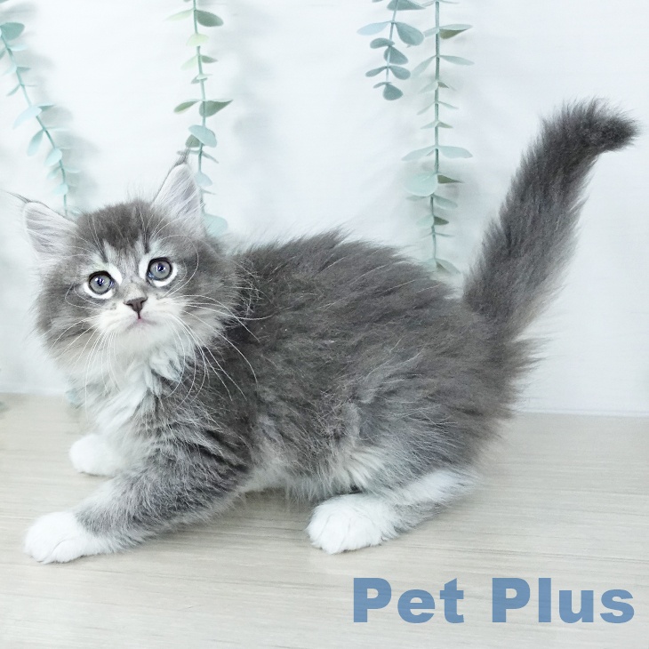 埼玉県のサイベリアン (ペットプラス ららぽーと富士見店/2025年11月1日生まれ/女の子/ブルータビーホワイト)の子猫の2枚目の画像