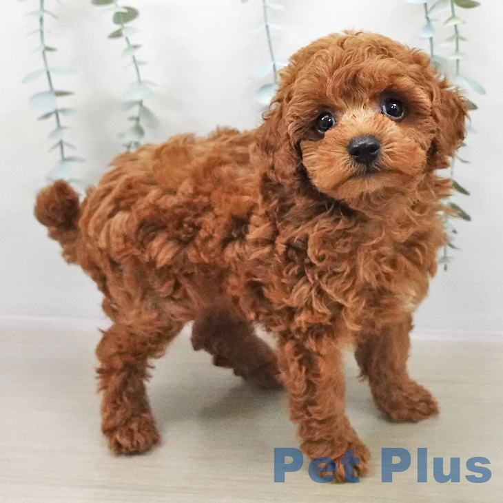 千葉県のトイプードル(トイ) (ペットプラス 木更津店/2025年11月2日生まれ/男の子/レッド)の子犬の1枚目の画像