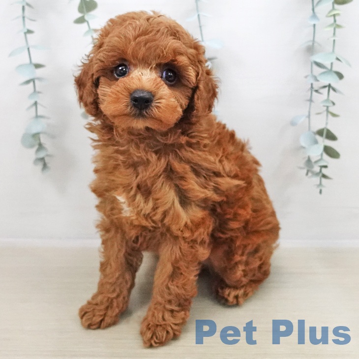 千葉県のトイプードル(トイ) (ペットプラス 木更津店/2025年11月2日生まれ/男の子/レッド)の子犬の2枚目の画像