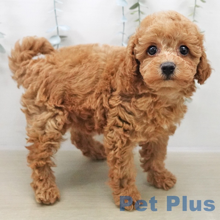 山梨県のトイプードル(トイ) (ペットプラス 甲府昭和店/2025年11月2日生まれ/女の子/アプリコット)の子犬の1枚目の画像