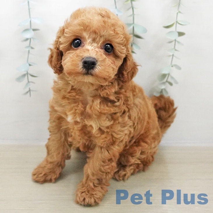 山梨県のトイプードル(トイ) (ペットプラス 甲府昭和店/2025年11月2日生まれ/女の子/アプリコット)の子犬の2枚目の画像