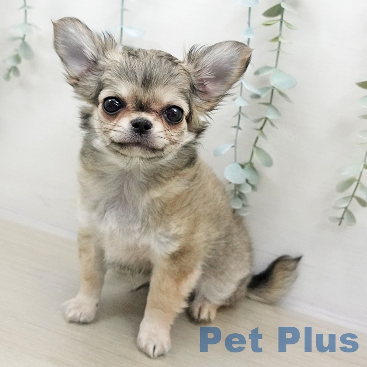 埼玉県のチワワ(ロング) (ペッツワン 吉川美南店/2025年10月24日生まれ/男の子/フォーンホワイト)の子犬の1枚目の画像