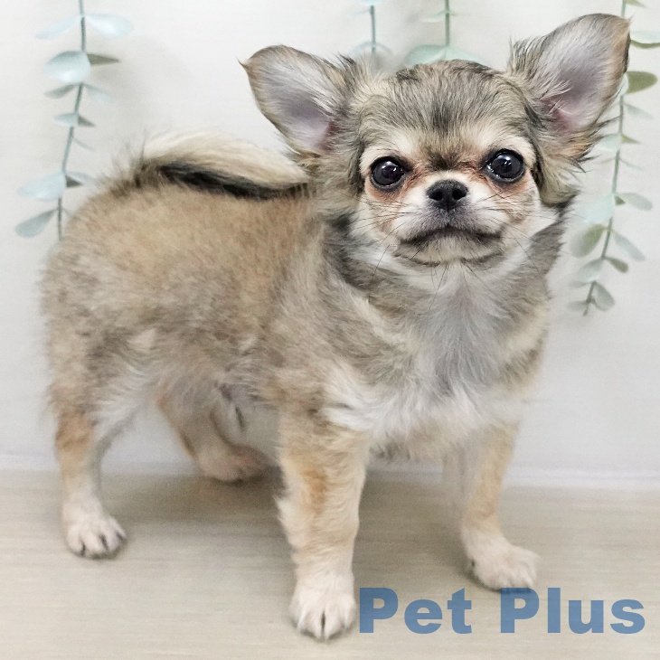 埼玉県のチワワ(ロング) (ペッツワン 吉川美南店/2025年10月24日生まれ/男の子/フォーンホワイト)の子犬の2枚目の画像