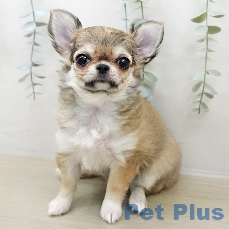 宮城県のチワワ(ロング) (ペットプラス 名取店/2025年10月24日生まれ/女の子/フォーンホワイト)の子犬の1枚目の画像