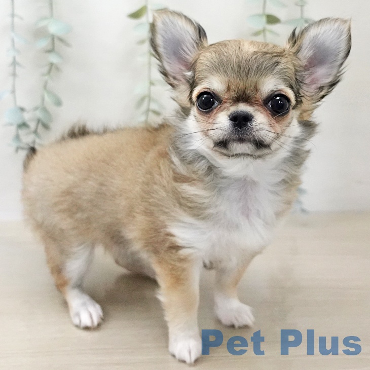 宮城県のチワワ(ロング) (ペットプラス 名取店/2025年10月24日生まれ/女の子/フォーンホワイト)の子犬の2枚目の画像