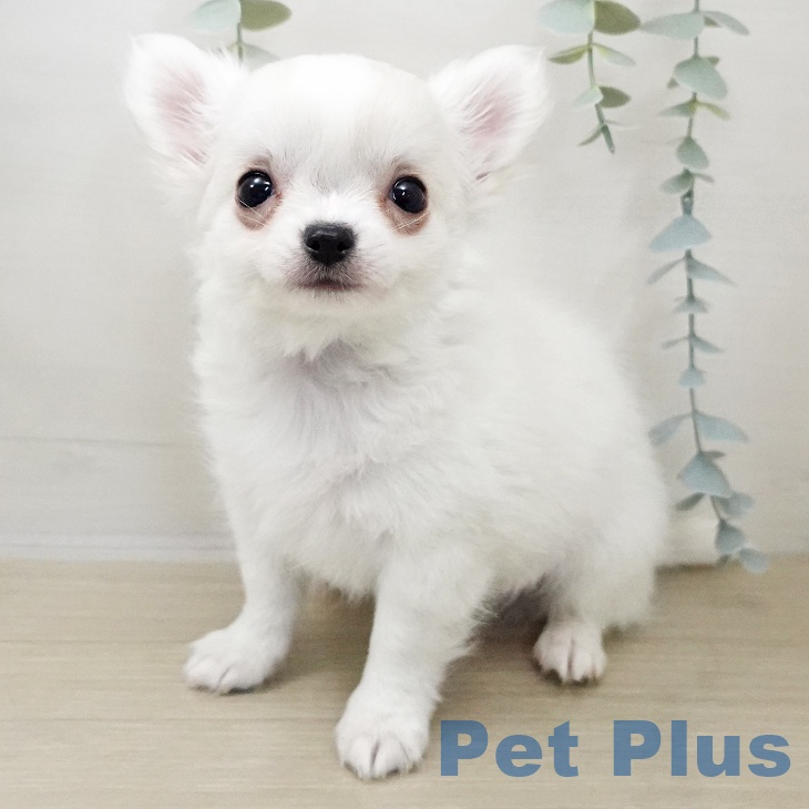 神奈川県のチワワ(ロング) (ペットプラス 天王町店/2025年11月2日生まれ/男の子/ホワイトクリーム)の子犬の1枚目の画像