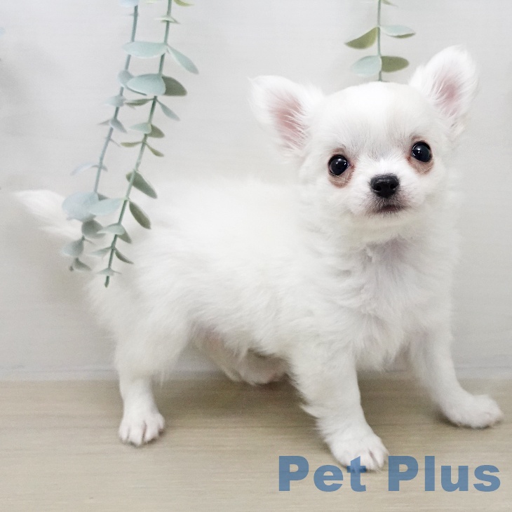 神奈川県のチワワ(ロング) (ペットプラス 天王町店/2025年11月2日生まれ/男の子/ホワイトクリーム)の子犬の2枚目の画像