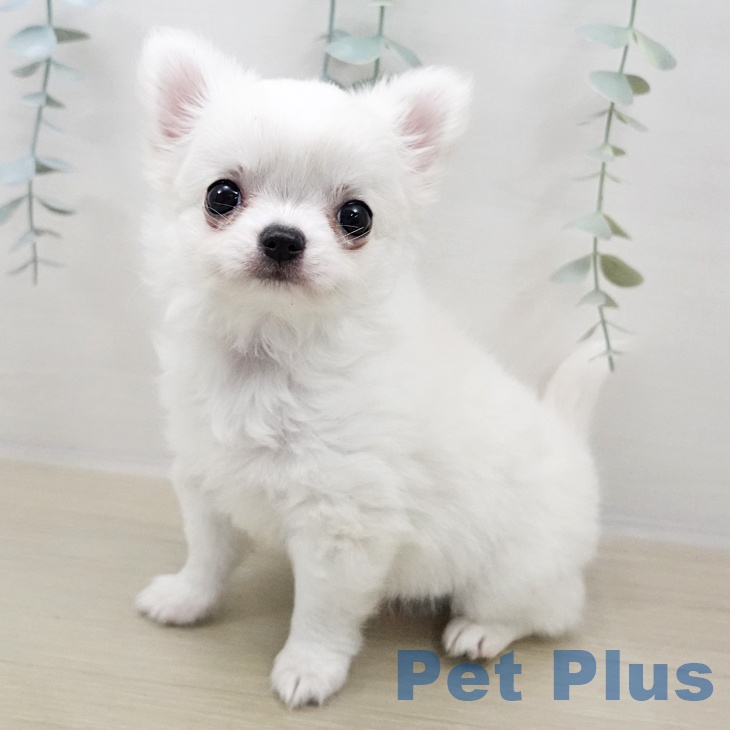 千葉県のチワワ(ロング) (ペットプラス 幕張新都心店/2025年11月2日生まれ/男の子/ホワイトクリーム)の子犬の1枚目の画像