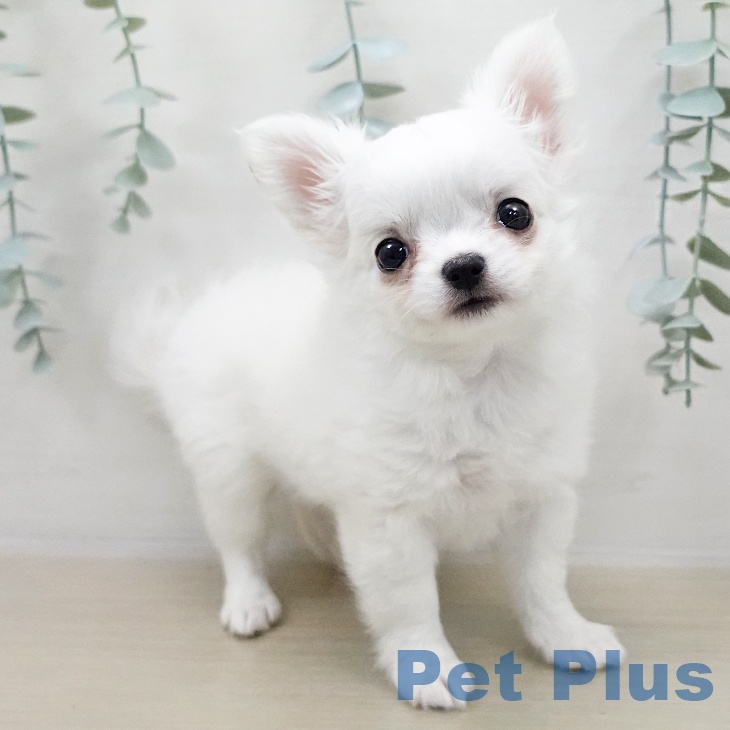 千葉県のチワワ(ロング) (ペッツワン 千葉ニュータウン店/2025年11月2日生まれ/女の子/ホワイトクリーム)の子犬の1枚目の画像