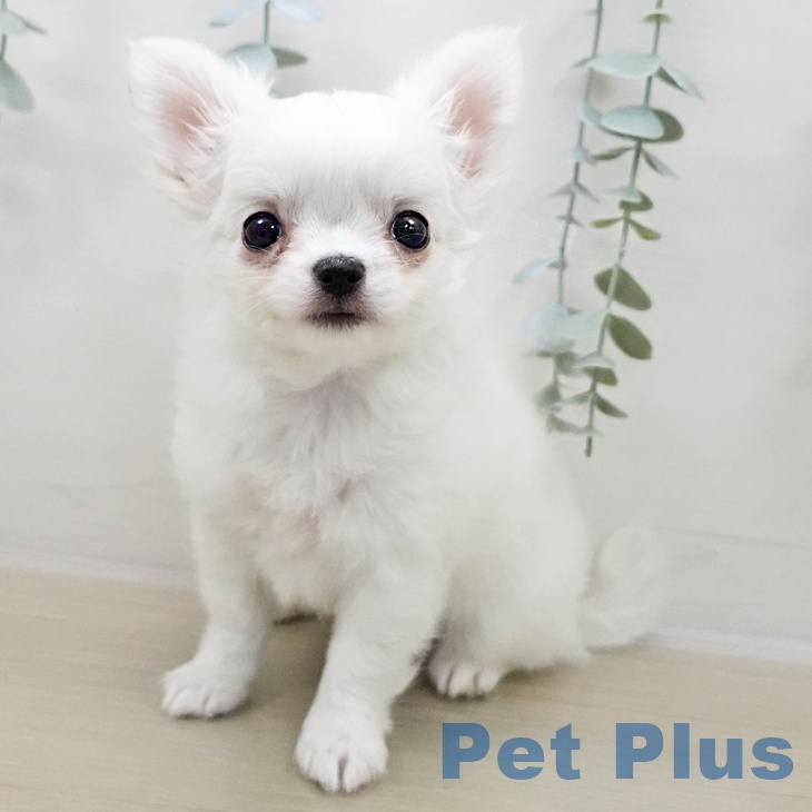 千葉県のチワワ(ロング) (ペッツワン 千葉ニュータウン店/2025年11月2日生まれ/女の子/ホワイトクリーム)の子犬の2枚目の画像