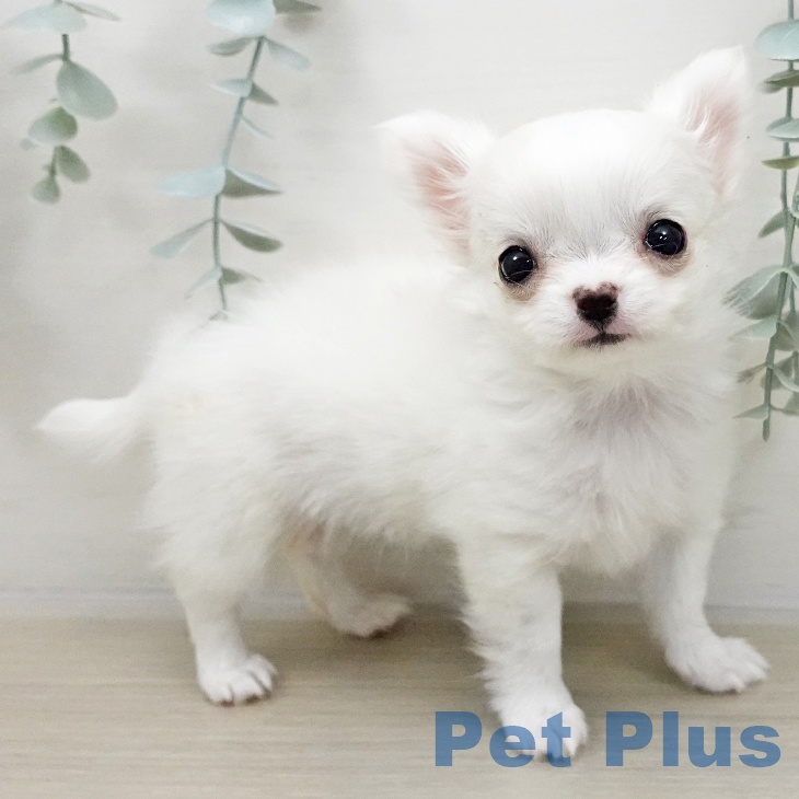東京都のチワワ(ロング) (ペットプラス アクアシティお台場店/2025年11月2日生まれ/女の子/ホワイトクリーム)の子犬の1枚目の画像