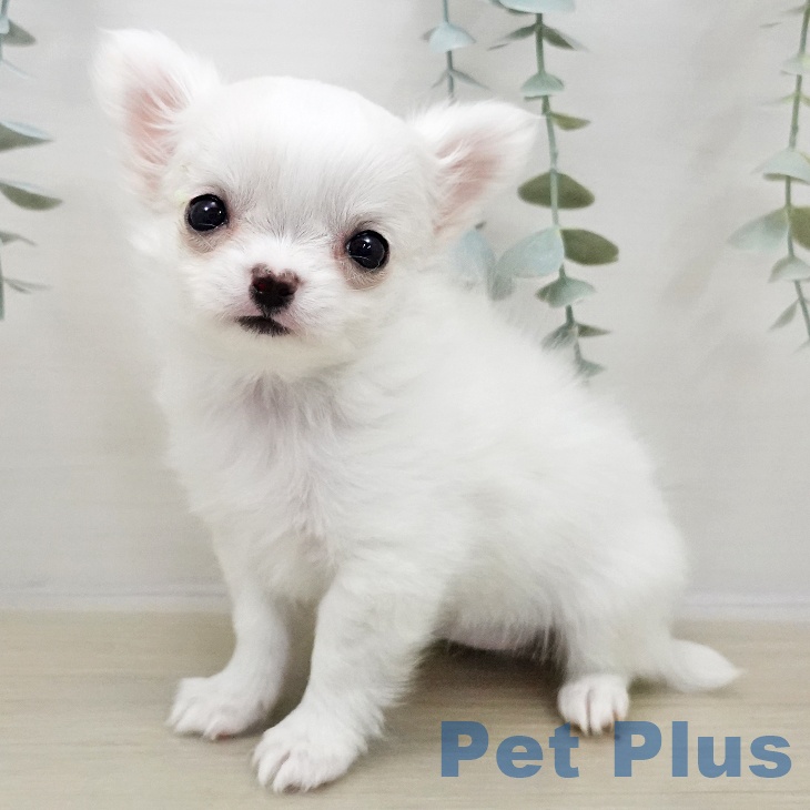 東京都のチワワ(ロング) (ペットプラス アクアシティお台場店/2025年11月2日生まれ/女の子/ホワイトクリーム)の子犬の2枚目の画像