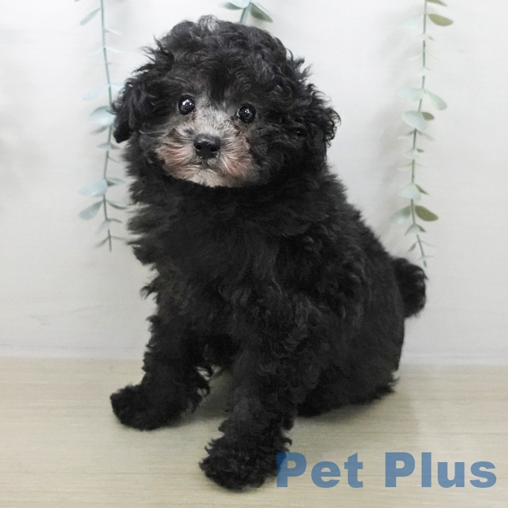 長野県のトイプードル(トイ) (ペットプラス 須坂店/2025年10月27日生まれ/男の子/シルバー)の子犬の1枚目の画像