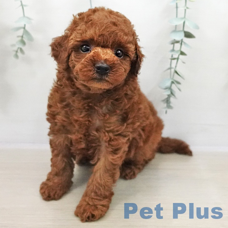 山梨県のトイプードル(トイ) (ペットプラス 甲府国母店/2025年11月2日生まれ/男の子/レッド)の子犬の1枚目の画像
