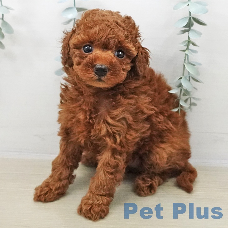 長野県のトイプードル(トイ) (ペットプラス 須坂店/2025年11月2日生まれ/女の子/レッド)の子犬の1枚目の画像