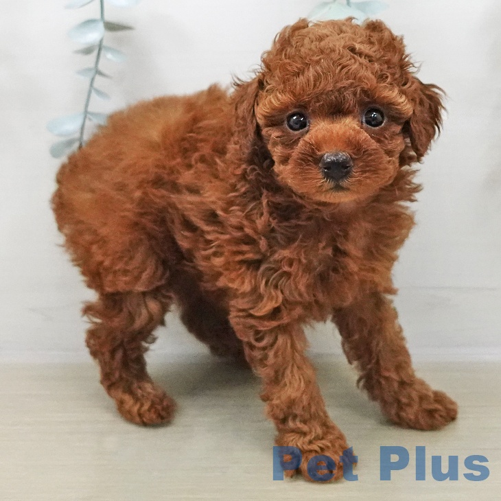 長野県のトイプードル(トイ) (ペットプラス 須坂店/2025年11月2日生まれ/女の子/レッド)の子犬の2枚目の画像