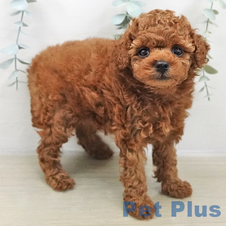 神奈川県のトイプードル(トイ) (ペットプラス 武蔵小杉店/2025年11月2日生まれ/女の子/レッド)の子犬の2枚目の画像