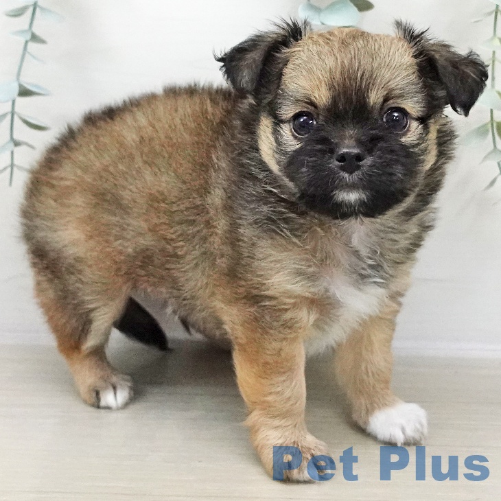 長野県のチワワ(ロング) (ペットプラス 須坂店/2025年11月2日生まれ/男の子/フォーンホワイト)の子犬の1枚目の画像