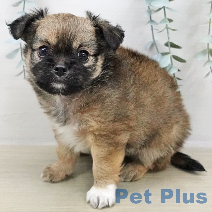 長野県のチワワ(ロング) (ペットプラス 須坂店/2025年11月2日生まれ/男の子/フォーンホワイト)の子犬の2枚目の画像