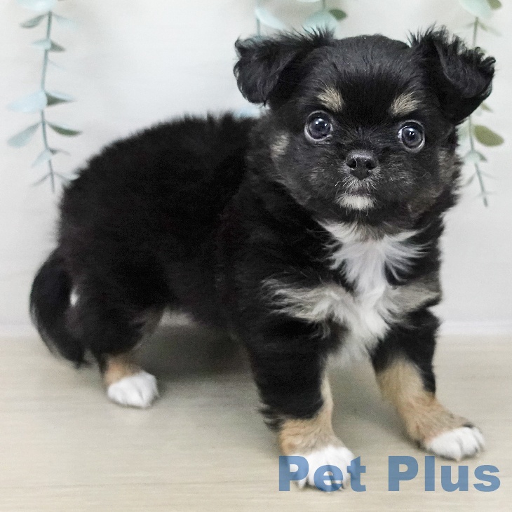 長野県のチワワ(ロング) (ペットプラス 長野店/2025年11月2日生まれ/男の子/ブラックタンホワイト)の子犬の2枚目の画像