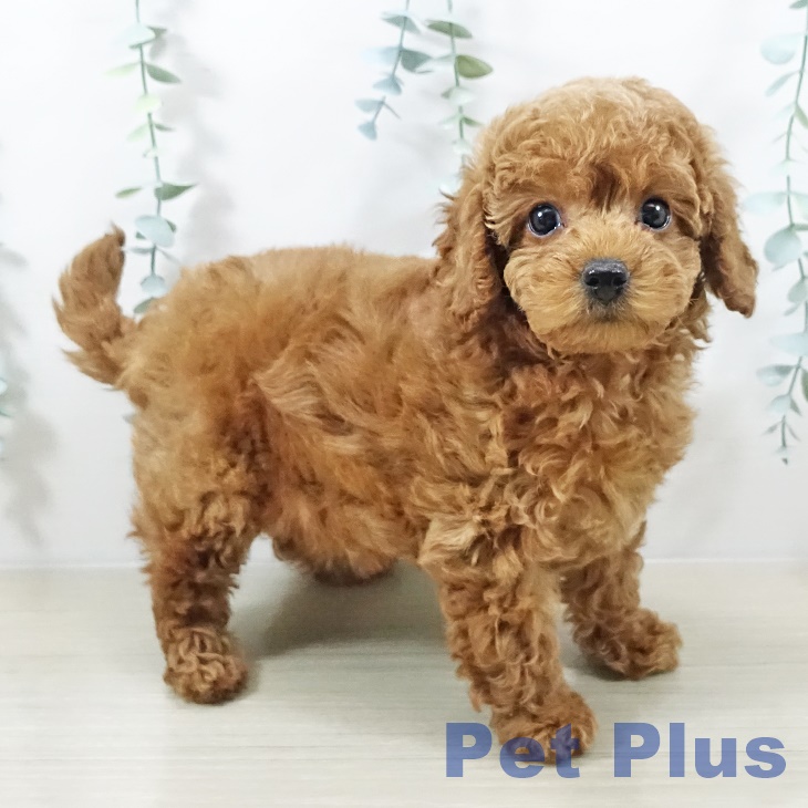 茨城県のトイプードル(トイ) (ペッツワン つくば店/2025年11月3日生まれ/女の子/レッド)の子犬の2枚目の画像
