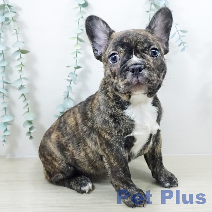 埼玉県のフレンチブルドッグ (ペットプラス 浦和美園店/2025年10月28日生まれ/男の子/ブリンドルホワイト)の子犬の1枚目の画像