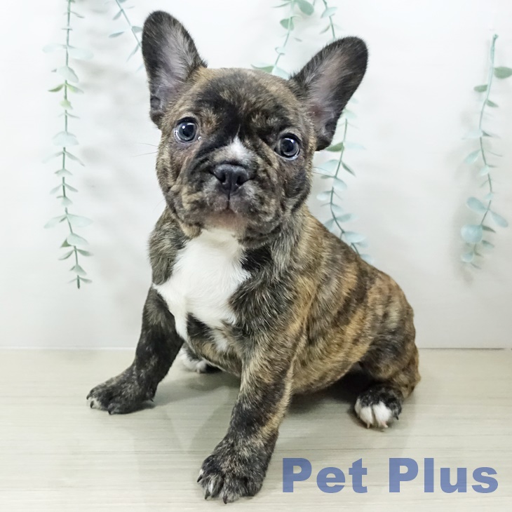 埼玉県のフレンチブルドッグ (ペットプラス 浦和美園店/2025年10月28日生まれ/男の子/ブリンドルホワイト)の子犬の2枚目の画像